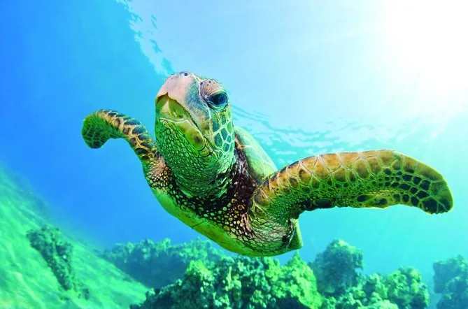 Schnorcheln am Turtle Canyon mit Katamaran